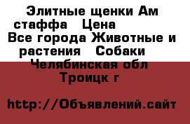 Элитные щенки Ам.стаффа › Цена ­ 25 000 - Все города Животные и растения » Собаки   . Челябинская обл.,Троицк г.